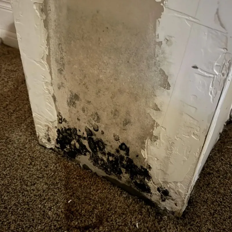 Professional Mold Removal in Chevy Chase Village, MD